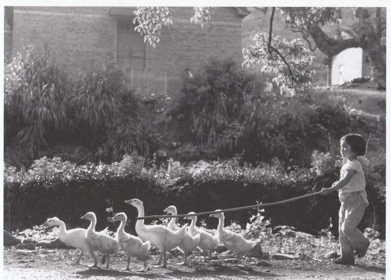 Goose Girl Lassoo Walking The Dog Geese With Birds China Chinese Photo Postcard