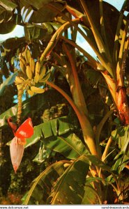 Banana Tree Growing In Florida