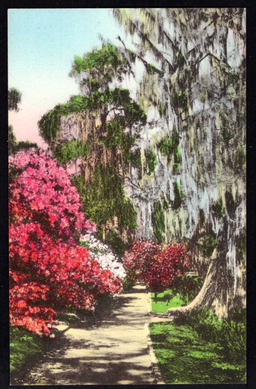 South Carolina CHARLESTON Magnolia Gardens Pub by Lanneau's Store Handcolored