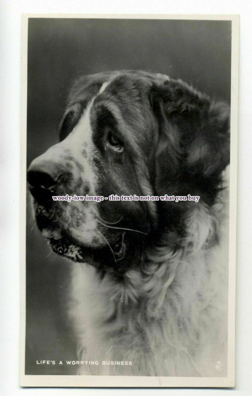 an0814 - Life's a Worrying Business St. Bernard Dog - Postcard - Tuck's 