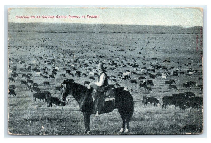 Postcard Grazing on an Oregon Cattle Range at Sunset 1912 D42