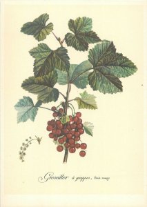 Obst und früchte red currant fruit plant postcard 