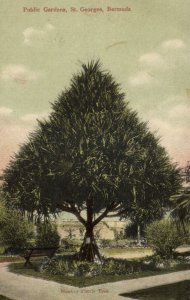 bermuda, St. GEORGES, Public Gardens, Monkey Puzzle Tree (1910s) Postcard