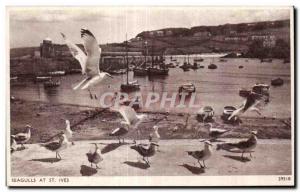 Old Postcard Seagulls at St Ives