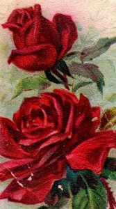 1880s Arm & Hammer Beautiful Flowers N0. 10 Jacqueminot Rose P176