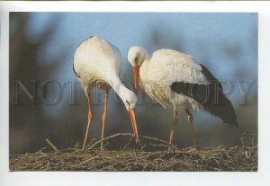 443596 GERMANY birds storks photo Duncan Usher modern postcard