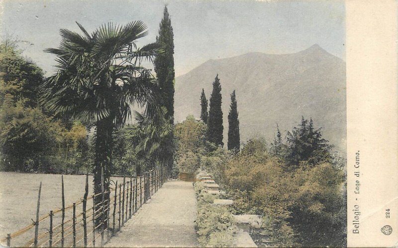 ITALY Como Lake Bellagio landscape palm tree