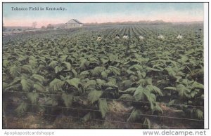 Tobacco Field In Kentucky