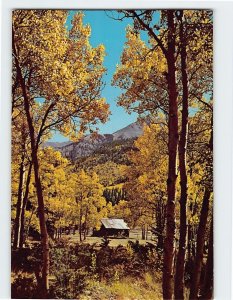 Postcard The amber foliage of beautiful Aspen Colorado USA