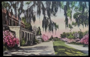 Vintage Postcard 1907-1915 Middleton Place Gardens, Charleston, SC