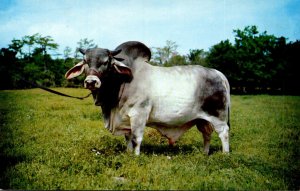Oklahoma Brahman Bull