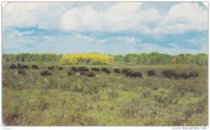 A Scenic View Of A Herd Of Buffalo Located In The National Parks In Canada, 1...