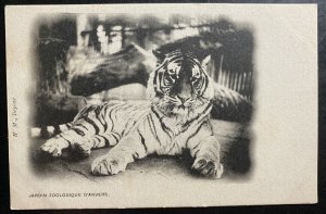 Mint Belgium Real Picture Postcard RPPC Anvers Garden Zoo Tiger