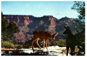 Postcard Deer At Grand Canyon, Arizona Az C836A-