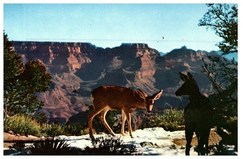 Cartolina Cervo Presso Grand Canyon, Arizona Az C836A