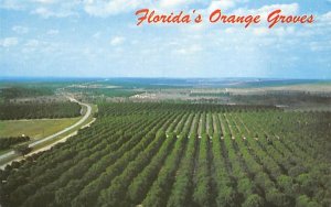 Florida's Orange Groves