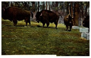 Buffalo herd