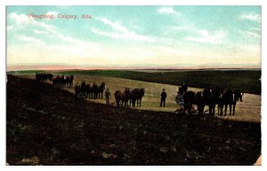 Antique Ploughing, Agriculture, Horses, Calgary, Alberta, Canada Postcard