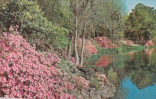 Alabama Mobile Bellingrath Gardens Camellias and Azaleas In Full Bloom