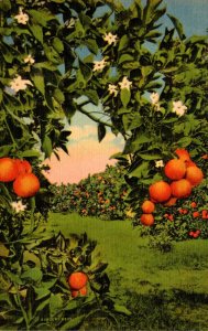 Florida Oranges The Golden Fruit Of Florida Curteich