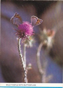 Israel Wild Thistle With Butterflies