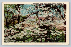 c1947 Blooming Dogwoods in Virginia Vintage Postcard 1132