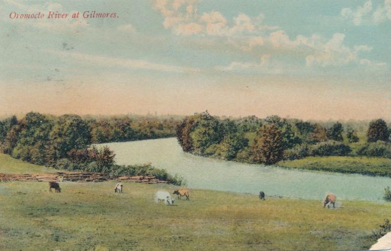 Cattle along Oromocto River at Gilmores NB, New Brunswick, Canada - pm 1909