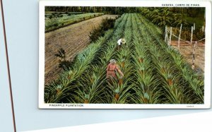 M-25412 Pineapple Plantation Havana Cuba