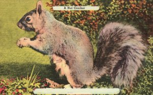 Vintage Postcard 1930's Squirrel Eating A Nut Cracker Animal Pub Asheville Co.