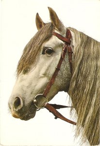 Horse Nice Spanishph postcard. 1960/70s. Size  15 x 10 cms.