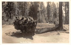 RPPC AUTO LOG Sequoia National Park, CA c1920s Cars Vintage Photo Postcard