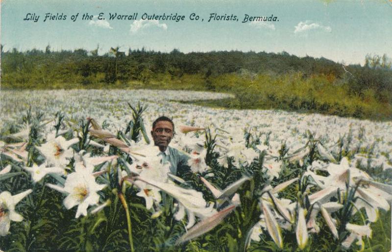 Lily Fields of Outerbridge Florists - Bermuda - DB