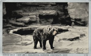 Vintage Postcard 1910's Kodiak Bear Zoological Gardens Cincinnati Ohio Animals