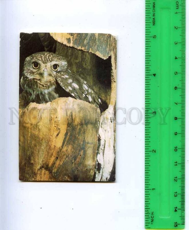 188856 USSR RUSSIA Little owl Old CALENDAR 1990 year