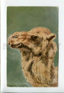 3160675 CAMEL Portrait by DONADINI Vintage colorful PC