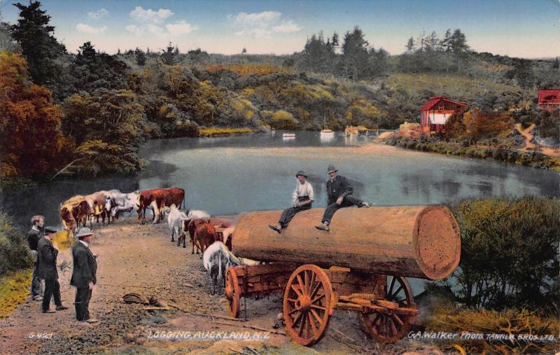 Logging, Auckland, New Zealand, Early Real Photo Postcard, Unused