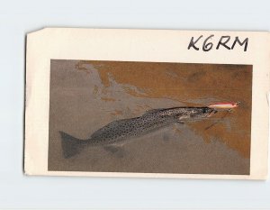 Postcard A Hooked Fish, DJ3WM, Germany