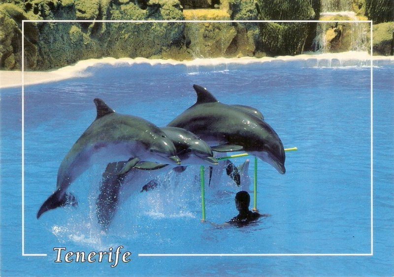 Animals. Dolphins Modern Spanish  photo postcard. Size 15 x 10 cms.