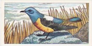 Glengettie Tea Trade Card Rare British Birds No 13 Rockthrush