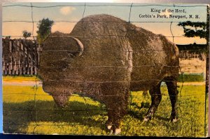 Vintage Postcard 1907-1915 King of the Herd, Corbin's Animal Park, Newport, NH