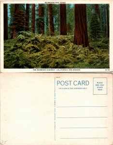 Redwoods and Ferns, Calif. And Oregon (17753