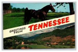 Vintage 1960's Postcard Greetings From Tennessee - Tanner's Stock Farm Horse