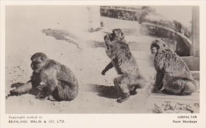 Gibraltar Rock Monkeys Real Photo