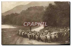 Old Postcard Shepherd Sheep