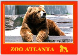 c1980s Atlanta, GA Zoo @ 800 Cherokee Ave Ron, the Alaskan Brown Bear 4x6 PC M14