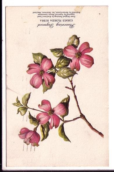 Flowering Dogwood, Cornus Florida Rubra, Used Maine 1958