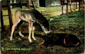 Vtg Let Sleeping Dogs Lie Dog Donkey Pets & Puppies 1910s Raphael Tuck Postcard