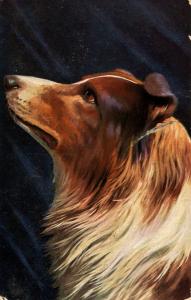 Dog -  Collie