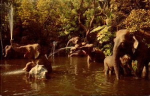 Disneyland Rivers Of Adventure Elephant Pool