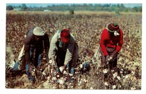 Cotton Pickers